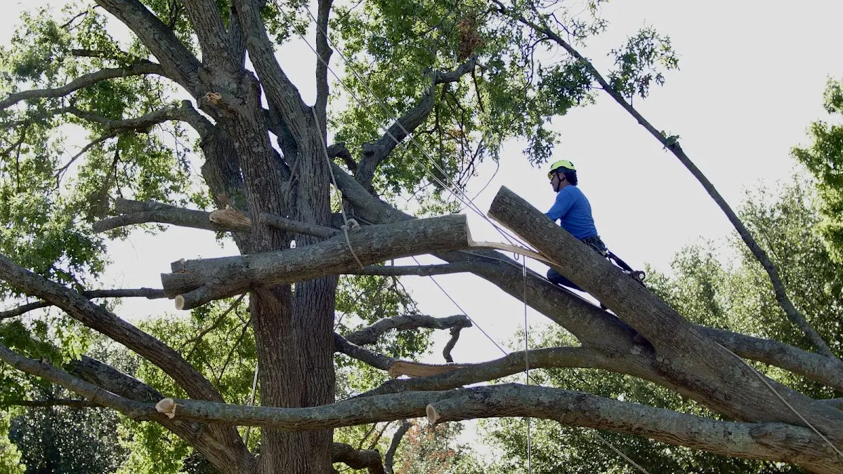 Professional Hazardous Tree Removal performed by certified arborists in Long Barn